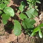 Life Saving Medicinal Plants from Pankaj Oudhia's Medicinal Plant Database-3993