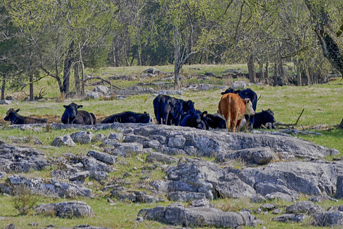 field rocks cattle cows tennessee rocky peaceful topp