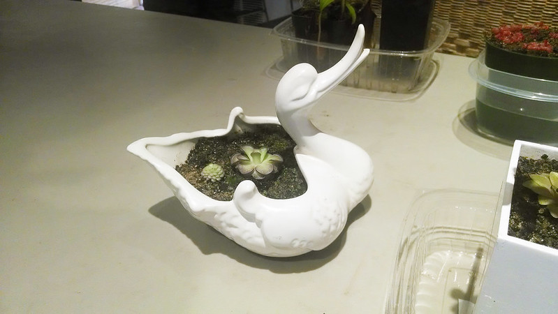 Pinguicula cyclosecta in a cute bird-shaped pot.