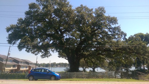 old trees tree oak ancient live southern liveoak oaks