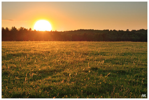 flowers sunset summer sun green nature field grass landscape outdoors scenery glow russia dandelion disk vetluzhskaya nizhnynovgorodoblast krasnobakovskydistrict