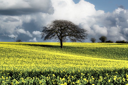 nottingham england sky tree field yellow clouds countryside nottinghamshire eas oilseedrape eastbridgford