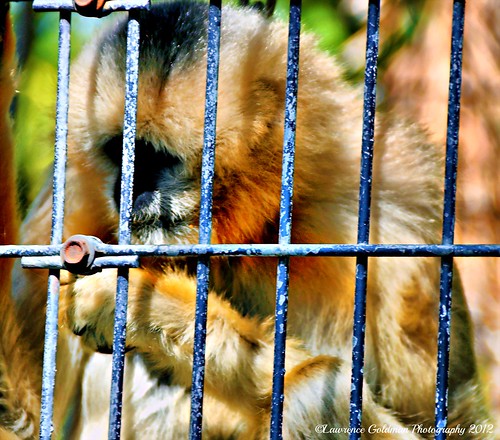 nature animals monkey mammals zoos marmoset primates moorparkcollege exoticanimals captiveanimals americasteachingzoo moorparkcalifornia