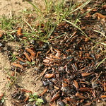 Bear scat full of Cockchafer beetles
