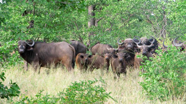 Herd of Water Buffalo