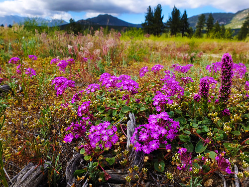 flowers camping trees sky nature forest fence outdoors scenery open hiking space meadow pines hemet moutain