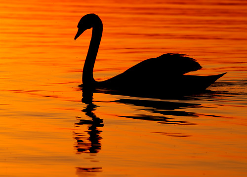 bird evening spring swans provincialpark tpmg presquile