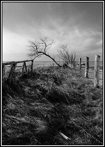 morning bw tree beach river nikon fuji noiretblanc north nb berge shore 400 stlawrence pointe 24mm cote pushed nikkor laurent nord f90x fleuve outardes baies bwpf