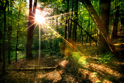 wood trees light sunset sun sunlight tree green broken leaves set forest blog leaf woods ray hiking mark iii hike website 5d rays hdr mk mkiii mk3