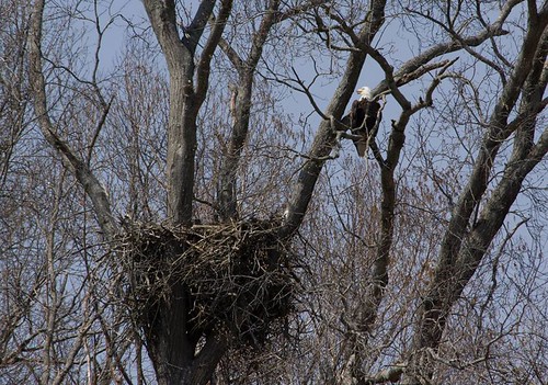 New Eagle nest