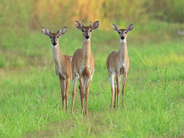 Whitail Deer 2 bucks 1 doe 2-20140427