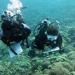 Dive kit in use_volunteers surveying