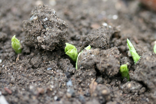 pea sprouts 023