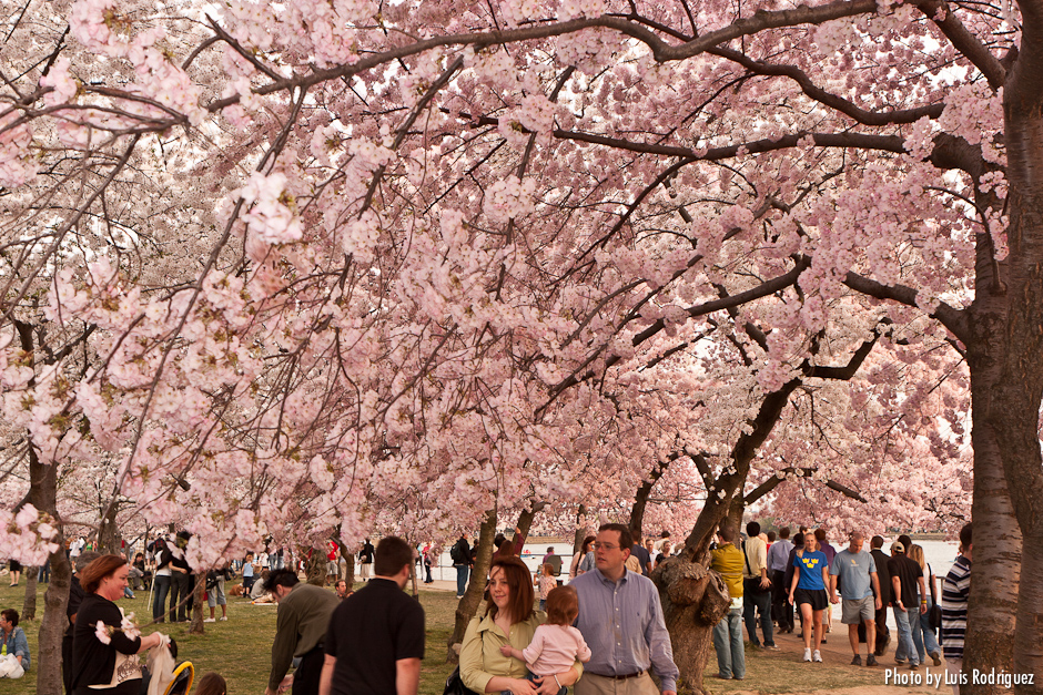 Cherry Blossom Festival-7