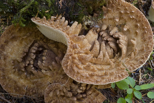 mushroom fungi fungus boundarycounty basidiomycete gomphus gomphaceae turbinellus gomphuskauffmanii kaniksunationalforest turbinelluskauffmanii