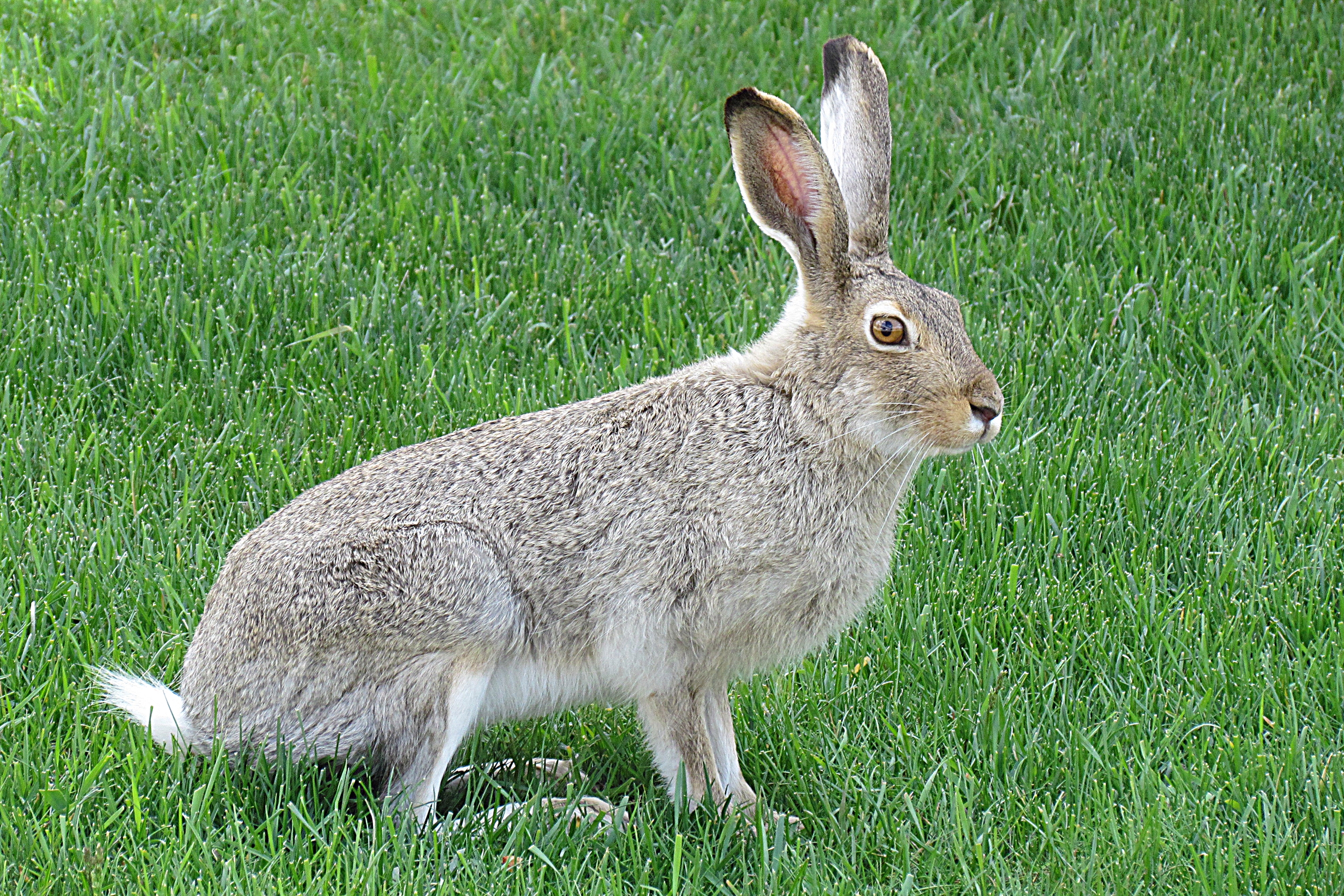 Сибирское прозвище зайца 5 букв. Степной заяц Русак. Серый заяц-Русак. Хвост зайца русака. Заяц-Беляк – Lepus timidus Linnaeus, 1758.