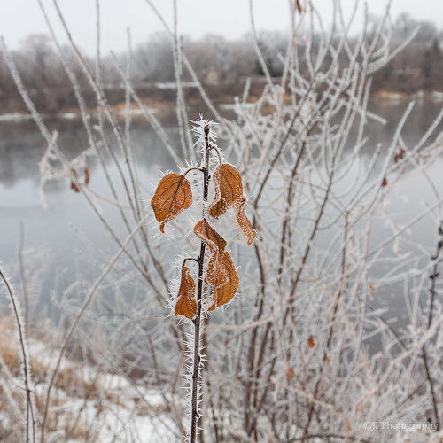 blue winter white snow cold ice water colors beautiful minnesota america river landscape outside outdoors landscapes frozen berry pretty branch berries unitedstates snowstorm freeze blizzard monticello