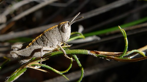 may grasshopper orthoptera westernaustralia 2012 taxonomy:order=orthoptera geo:country=australia wandoonationalpark