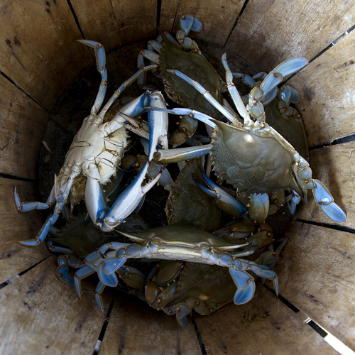 Blue crabs in the bushel