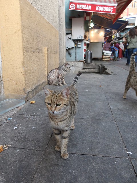 Turkish cat 
