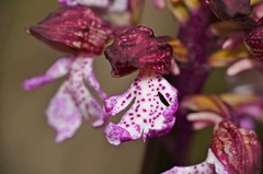 Lady Orchid (Orchis purpurea) - Photo of Barret-de-Lioure