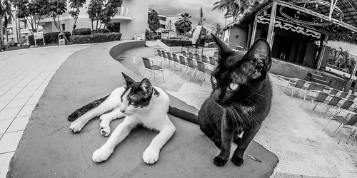hotel tryp cayo coco cuba cuban animal wild pet cat feline pussy pussys cats together two holiday holidays cwhatphotos time island hot olympus four hirds water june 2016 photographs photograph pics pictures pic image images foto fotos photography artistic that have which contain digital sky skies clear day sunny sun hols hoteltrypcayococo hoteltryp mono monochrome black white fisheye fish eye wide angle view samyang prime lens feines blackpussy pussyblack catwhite