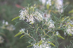 Grevillea asparagoides - cultivated