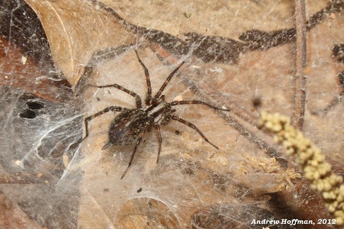 field grass spider spiders wildlife web andrew guide arachnids funnel hoffman invertebrates agelenopsis agelenidae