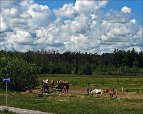 horses tree clouds work pony hay brovst jammerbugt slettestrand fosdalen slettestrandvej