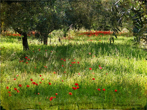 trees green texture nature grass sardinia country poppies