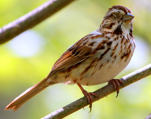 bird nature birds canon eos pennsylvania wildlife sparrow sparrows canoneos songsparrow songsparrows canoneos60d eos60d
