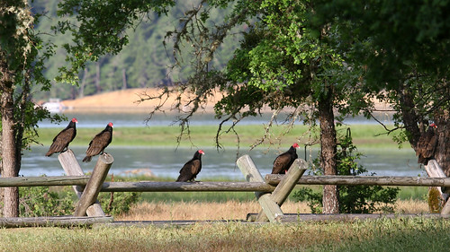 california lake turkey photo oak flat god photos vultures turkeyvultures campground wonders lakepillsbury pillsbury dryingwings godswonders oakflatcampground imagesgodswonders
