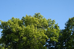 Chêne dans le vent - Photo of Sainte-Reine-de-Bretagne