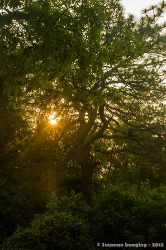 trees nature sunrise georgia sunflare pinemountain harriscounty thesussman sonyalphadslra550 sussmanimaging
