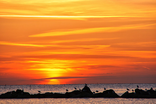 sunset sea sun sunrise tramonto mare alba gulls sole gabbiani