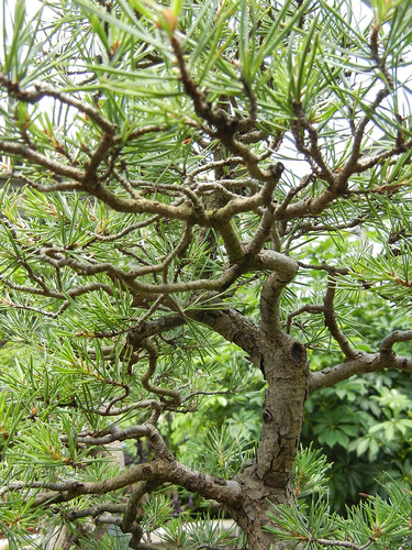park tree green asian indianapolis indiana conservatory bonsai garfieldpark 2012 indianapolisbonsaiclub