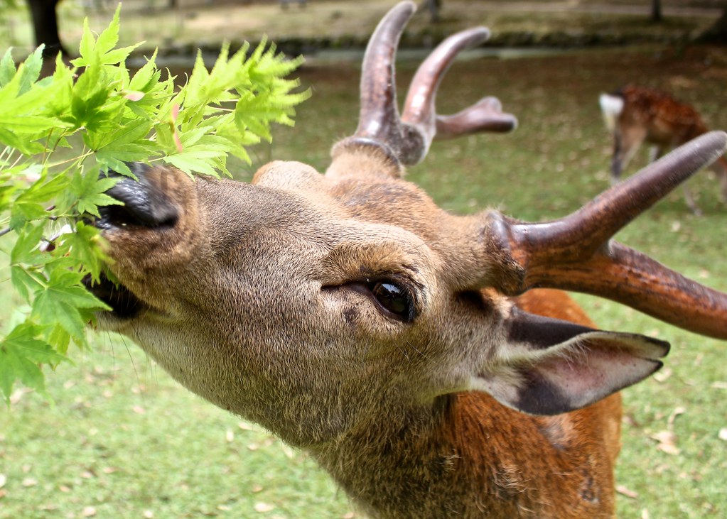 Deers in Nara park
