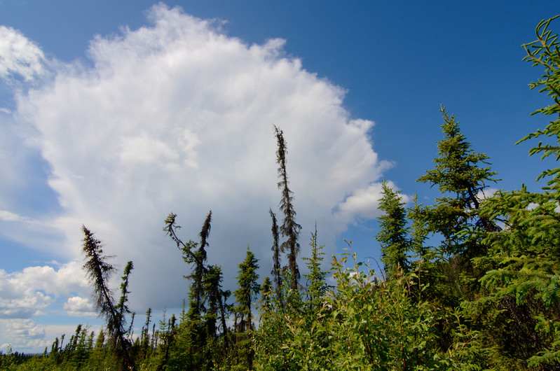 boreal forest and a storm