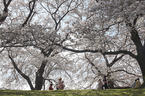 【写真】2014 桜 : 背割堤/2020-12-09/IMGP5791