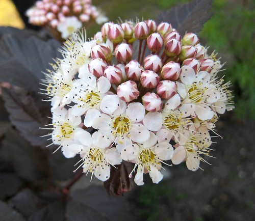 rosaceae physocarpus 薔薇科