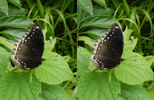 Hypolimnas bolina, stereo parallel view