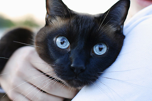 blue cat eyes 400d