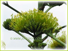 Yellow flowers of Agave desmettiana 'Variegata' (Dwarf Variegated Agave, Variegated Smooth Agave/Century Plant)
