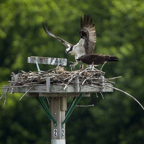 ohio osprey galena hooverreservoir
