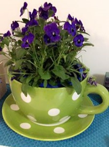 tea cup planter