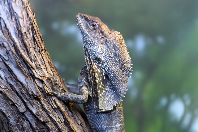 Frill Necked Lizard on a Tree
