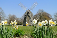 Daffodils and Windmill