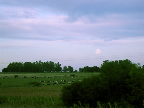 viaje ruta escape camino paisaje dia luna paseo campo salida rutina ganado entre prado rios vacas llano lunadedia