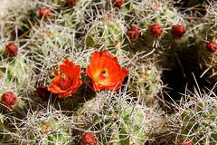 Hedgehog cactus in bloom