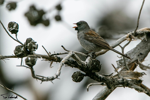california bird us singing unitedstates sparrow bodfish kernrivervalley blackchinnedsparrow saddlespringsrd piutemtns